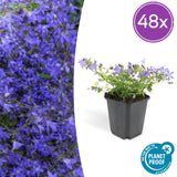 48x Campanula poscharskyana 'Stella' – 10–25 cm – Ø 9