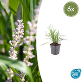 6x Liriope muscari 'Monroe White' – 10–25 cm – Ø 9