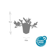 48x Persicaria aff. 'Darjeeling Red' – 10–25 cm – Ø 9