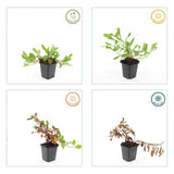 48x Persicaria aff. 'Darjeeling Red' – 10–25 cm – Ø 9