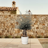 Olea Europaea Bonsai - 270 cm - Ø80