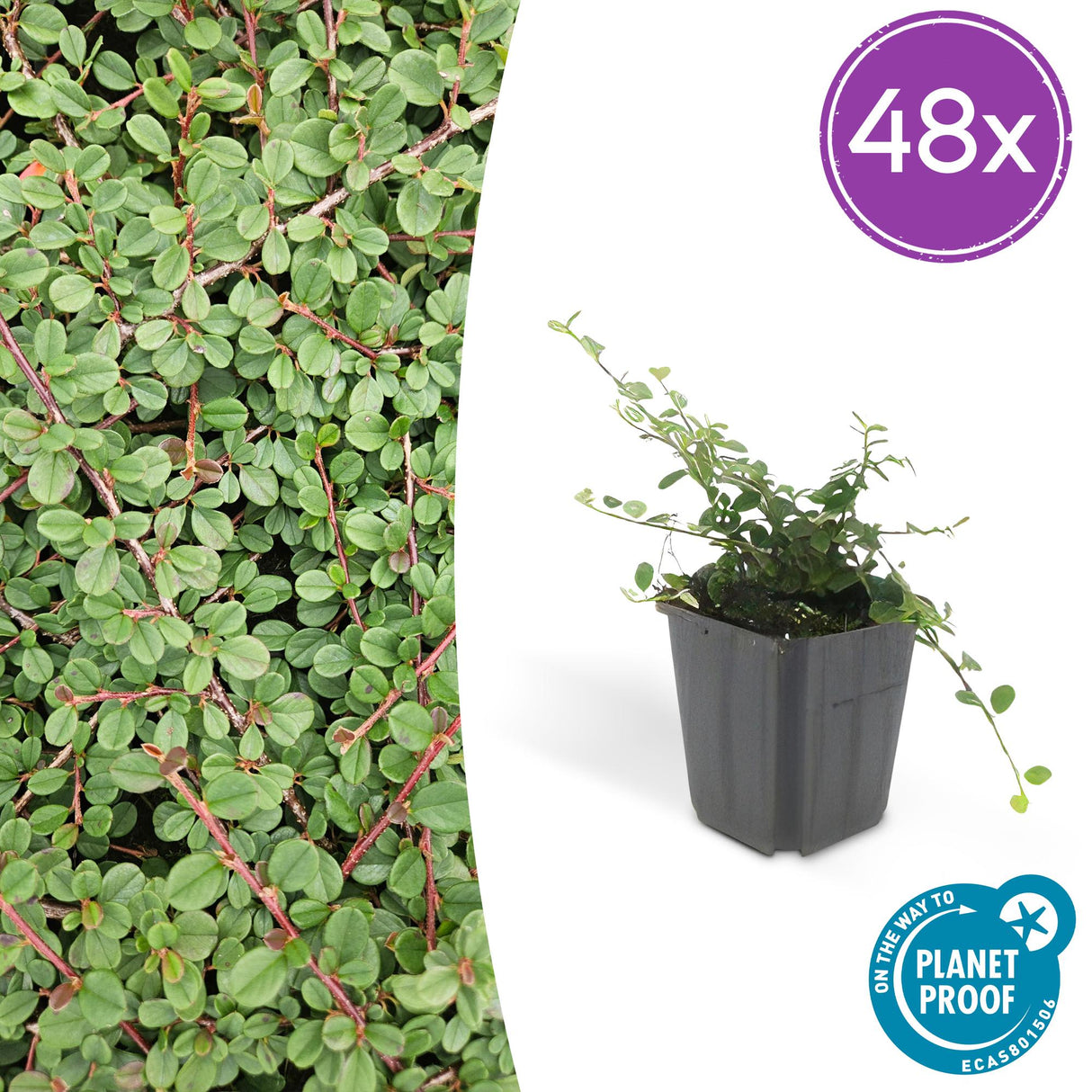 48x Cotoneaster pr. 'Queen of Carpets' – 10–25 cm – Ø 9