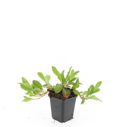 48x Persicaria aff. 'Darjeeling Red' – 10–25 cm – Ø 9
