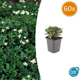 60x Potentilla tridentata 'Nuuk' – 10–25 cm – Ø 9
