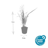 48x Calamagrostis acut. 'Karl Foerster'  - 10-25 cm - Ø 9