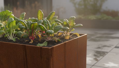 Vegetables from Corten steel planters
