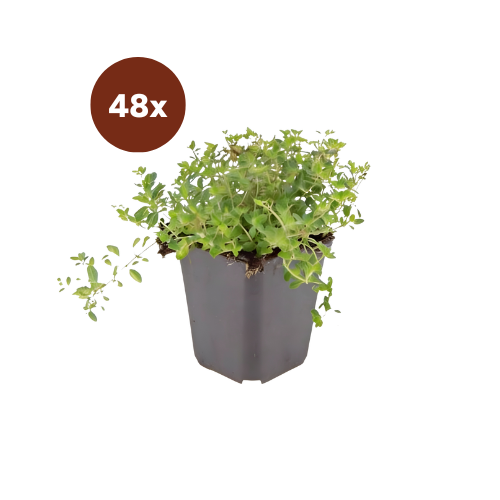 48x thyme serpyllum - 10-25cm - Ø9