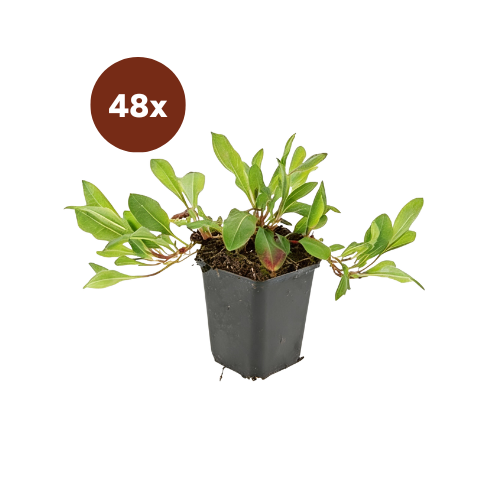 48x Persicaria aff. 'Darjeeling Red' - 10-25cm - Ø9