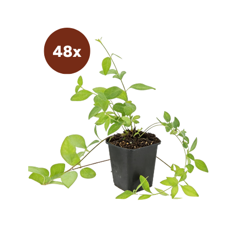 48x Vinca major 'Alba' - 10-25cm - Ø9