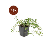 48x Vinca minor 'Gertrude Jekyll' - 10-25cm - Ø9