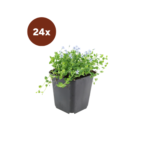 24x Isotoma fluviatilis - 10-25cm - Ø9