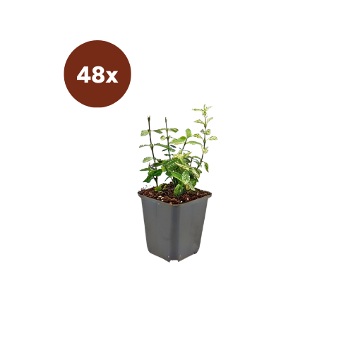 48x Euonymus fort. 'Harlequin' - 10-25cm - Ø9