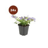 24x Campanula poscharskyana 'Stella' - 10-25cm - Ø9