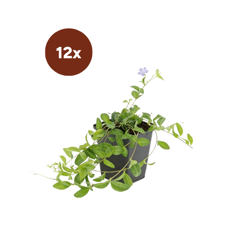 12x Vinca minor - 10-25cm - Ø9