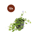 12x Vinca minor - 10-25cm - Ø9