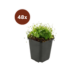 48x Sagina subulata - 10-25cm - Ø9