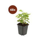 48x Alchemilla mollis - 10-25cm - Ø9