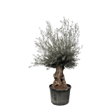 Olea Europaea Bonsai - 270 cm - Ø80