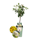 Organic Pear Tree Pyrus - 60 cm - Ø20