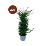 Large yew plants for 10 linear meters of hedge | - 12L - 20 x | ↨ 100-125 cm