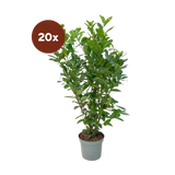 20x Large Cherry Laurel Rotundifolia for 10 linear meters of hedge - 125-150 cm - Ø35