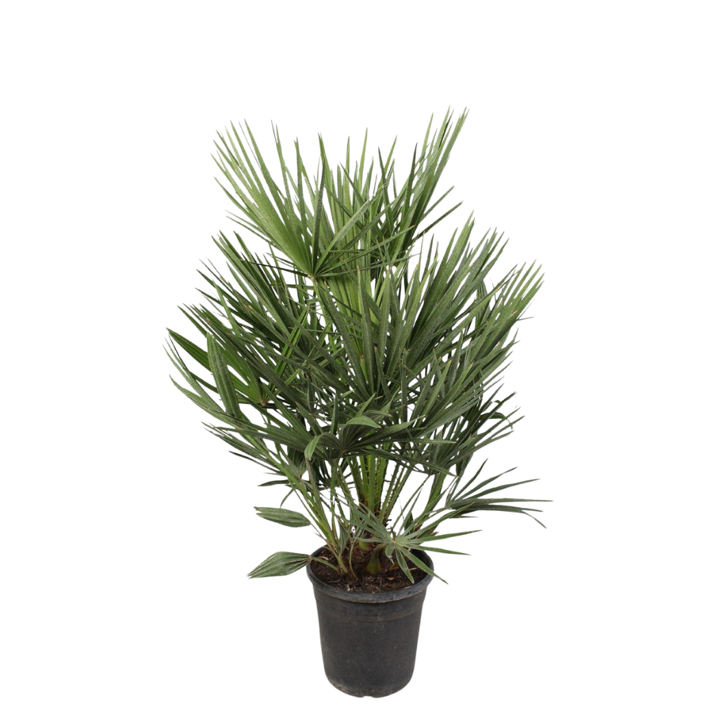 Chamaerops Humilis - 100 cm - Ø21