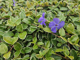 48x Vinca minor 'Ralph Shugert' - 10-25cm - Ø9