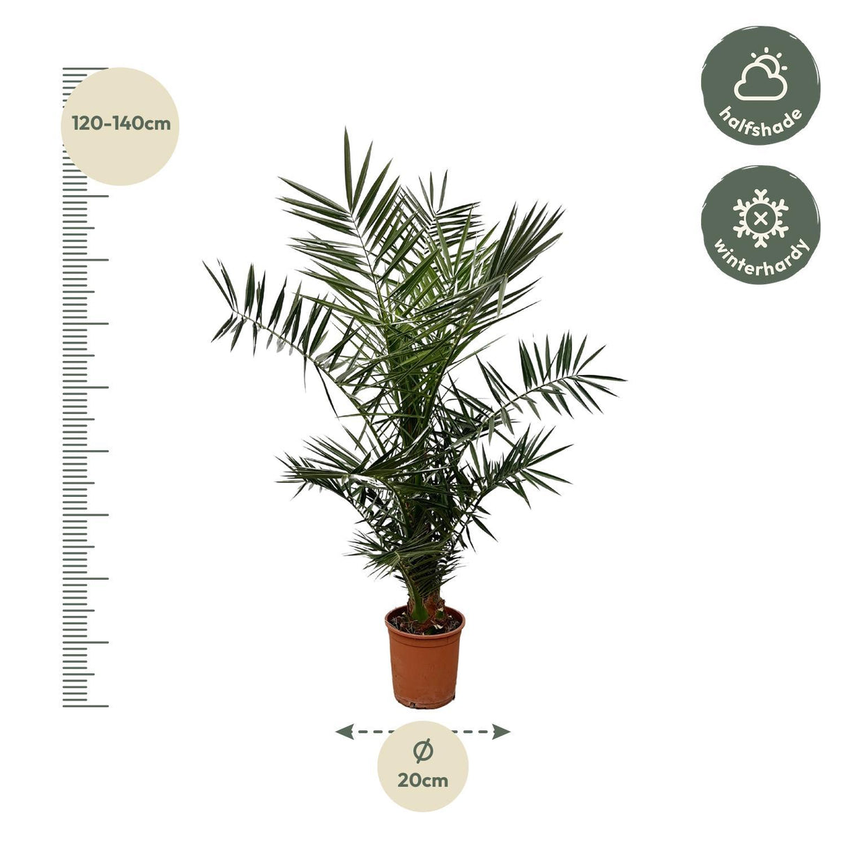 Phoenix Canariensis - 140 cm - Ø21