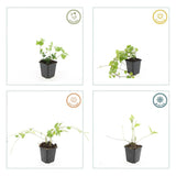 48x Vinca major - 10-25cm - Ø9