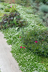 60x Sagina subulata - 10-25cm - Ø9