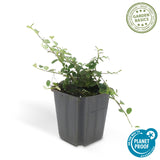 12x Cotoneaster pr. 'Streib's Findling' - 10-25cm - Ø9