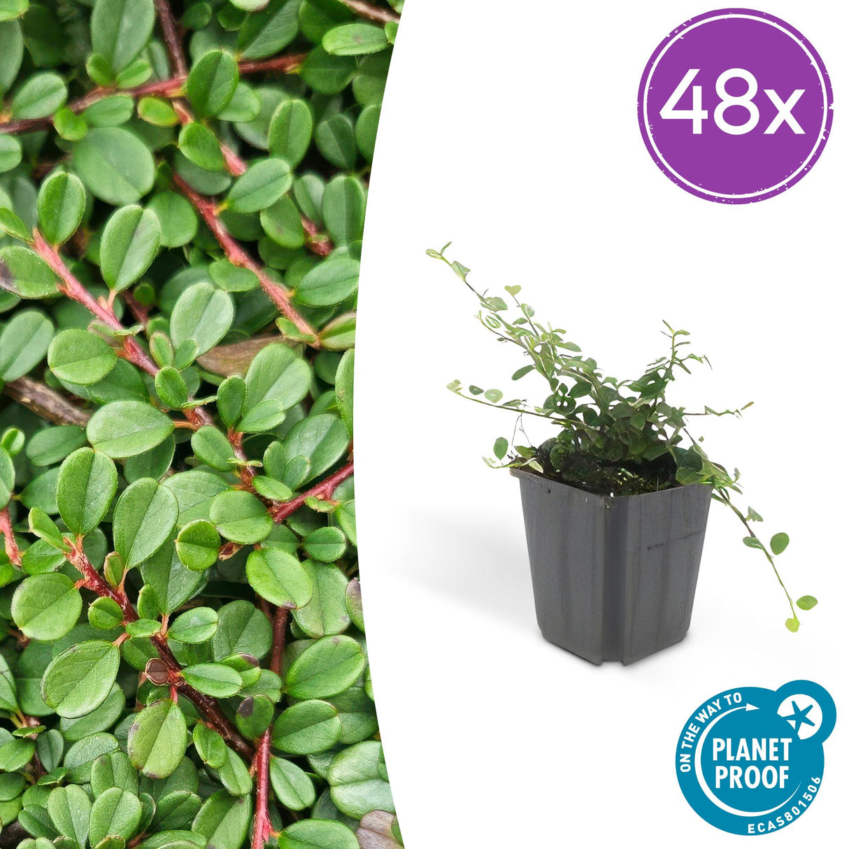 48x Cotoneaster pr. 'Streib's Findling' - 10-25cm - Ø9