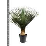 Yucca Rostrata - 140-160 cm - Ø50
