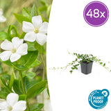 48x Vinca minor 'Alba' - 10-25cm - Ø9