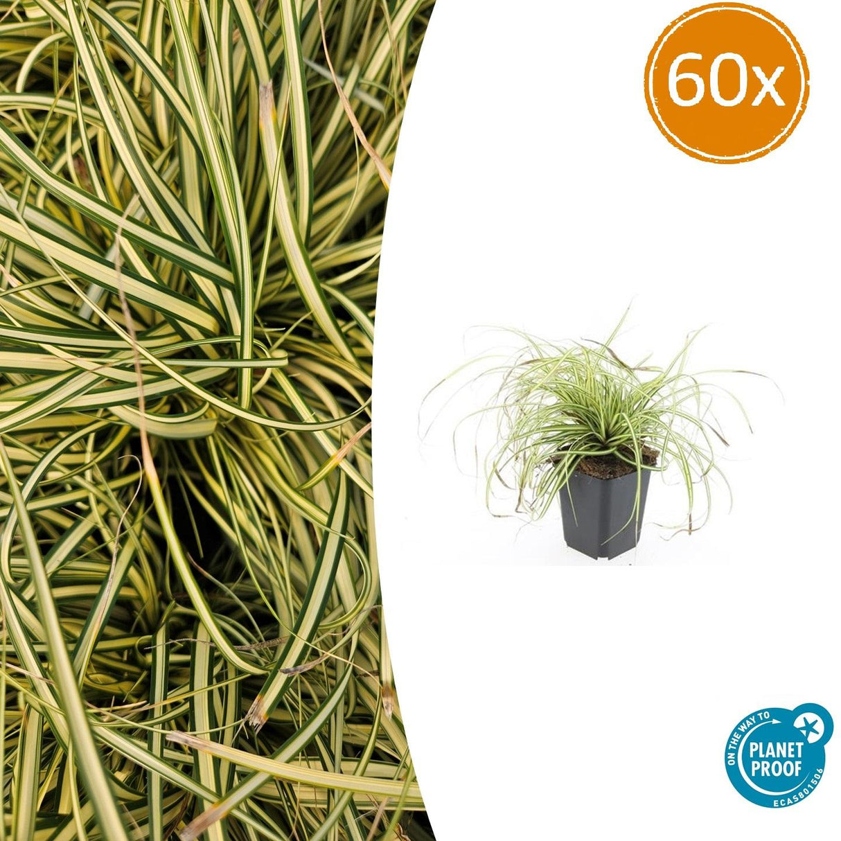 60x Carex oshim. 'Evergold'  - 10-25 cm - Ø9