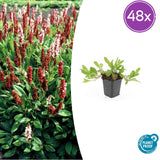 48x Persicaria aff. 'Darjeeling Red' - 10-25cm - Ø9
