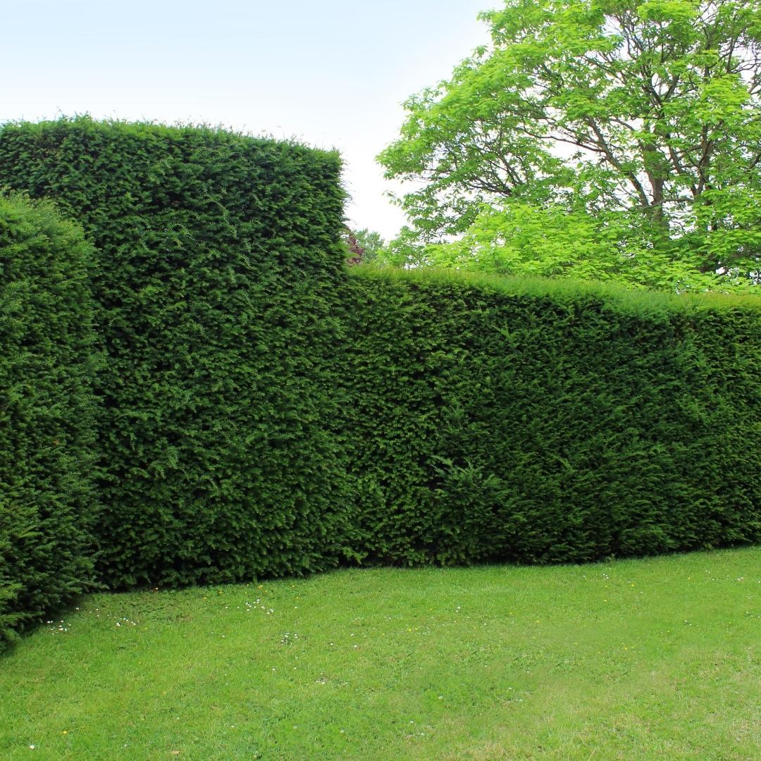 Large yew plants for 10 linear meters of hedge | - 12L - 20 x | ↨ 100-125 cm