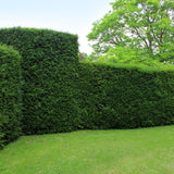 Large yew plants for 10 linear meters of hedge | - 12L - 20 x | ↨ 100-125 cm