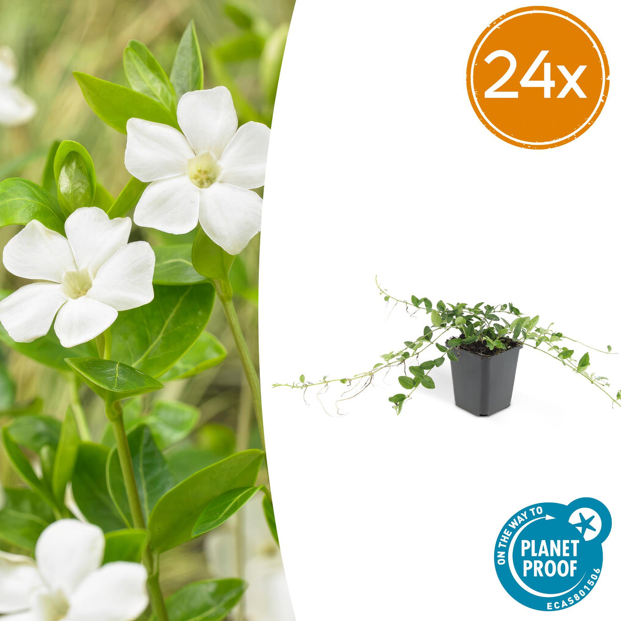24x Vinca minor 'Alba' - 10-25cm - Ø9