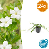 24x Vinca minor 'Alba' - 10-25cm - Ø9