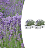 2x 6 pack Lavender angustifolia - 15 cm - Ø7