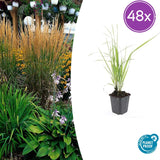 48x Calamagrostis acut. 'Karl Foerster' - 10-25cm - Ø9
