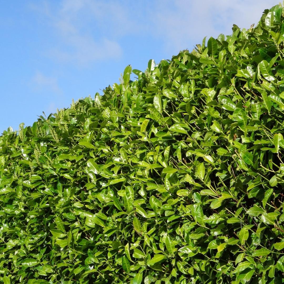 20x Large Cherry Laurel Rotundifolia for 10 linear meters of hedge - 125-150 cm - Ø35