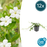 12x Vinca minor 'Alba' - 10-25cm - Ø9