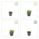 12x Isotoma fluviatilis 'Alba' - 10-25 cm - Ø9