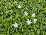 60x Vinca minor 'Gertrude Jekyll' - 10-25cm - Ø9