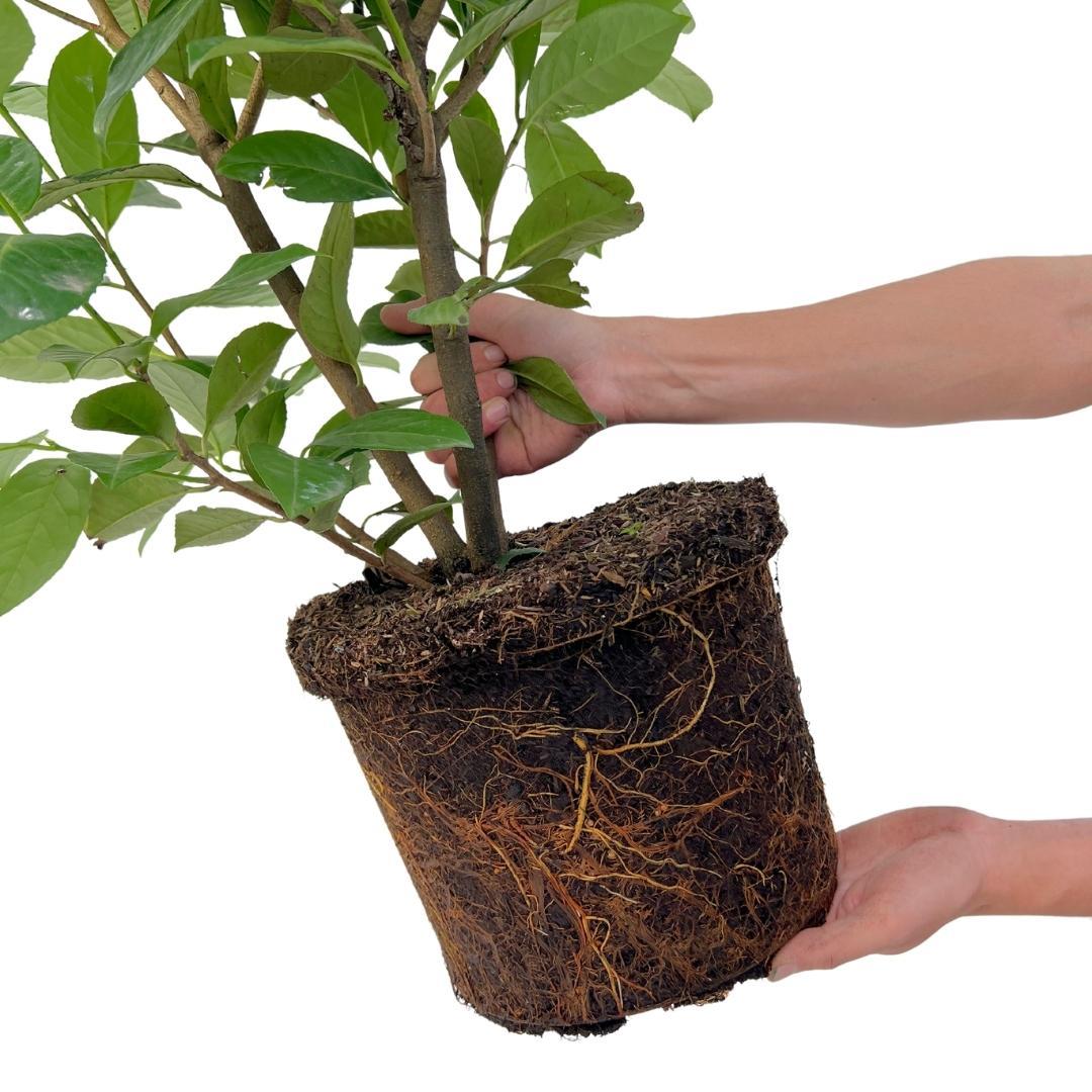 20x Large Cherry Laurel Rotundifolia for 10 linear meters of hedge - 125-150 cm - Ø35