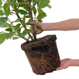 20x Large Cherry Laurel Rotundifolia for 10 linear meters of hedge - 125-150 cm - Ø35