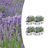 4x 6 pack Lavender angustifolia - 15 cm - Ø7