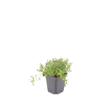 60x thyme serpyllum - 10-25cm - Ø9